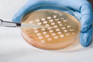 生物素親和素ELISA試劑盒系統介紹