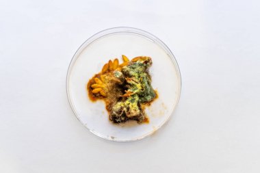 大豆球蛋白(Glycinin)elisa檢測(cè)試劑盒 大豆球蛋白(Glycinin)elisa檢測(cè)試劑盒
